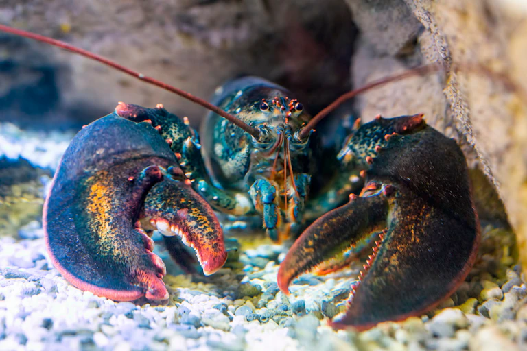 A lobster in an aquarium.