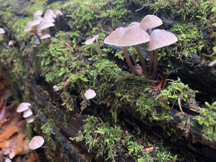 Kleine Pilze mit braunen, spitzen Kappen, die aus einem bemoosten Baumstamm wachsen.