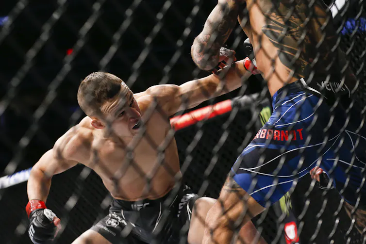 Behind a chain-link cage, an MMA fighter punches another in the stomach
