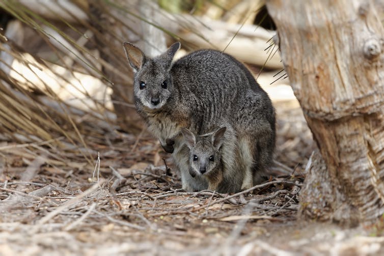 A tammar wallaby with young in its pouch.