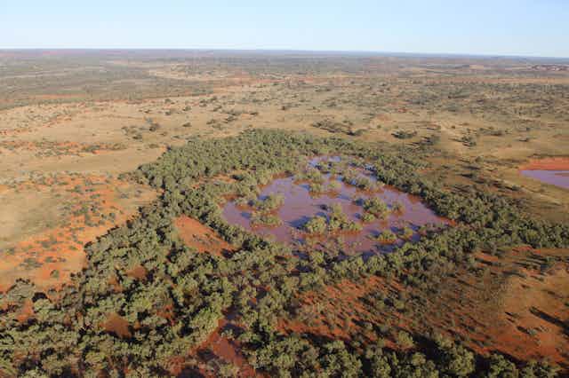 Aerial photo of trees and swamp