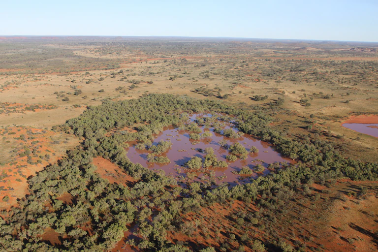 Aerial photo of trees and swamp