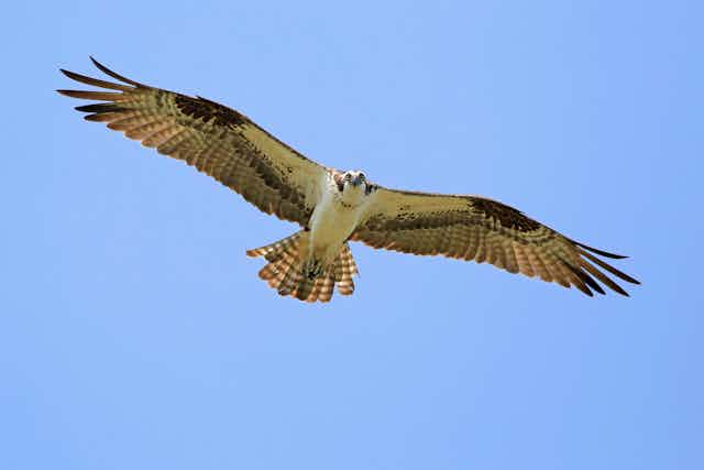 Osprey flying in a blue sky