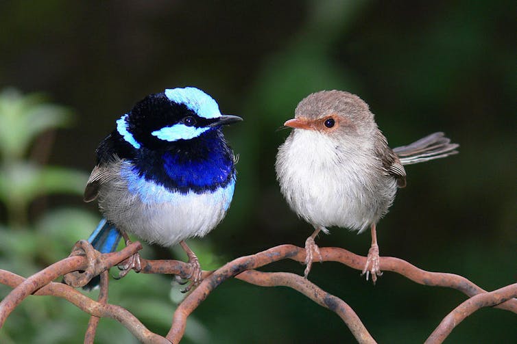 Deux petits oiseaux posés sur des branchages ; le mâle a un plumage dans les tons bleu vif, blanc et noir, la femelle a des tons bruns et blanc