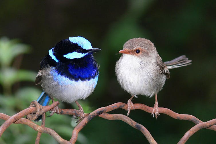 Deux petits oiseaux posés sur des branchages ; le mâle a un plumage dans les tons bleu vif, blanc et noir, la femelle a des tons bruns et blanc