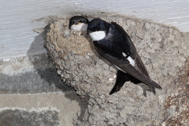 Housemartin sitting on her nest