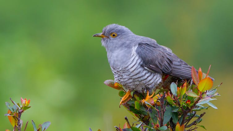 Cuckoo sitting on a green bush