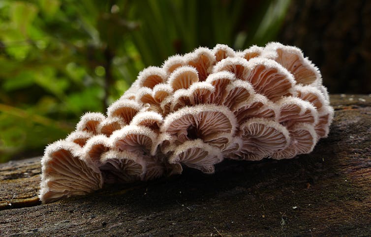 A collection of mushrooms with frilly edges.