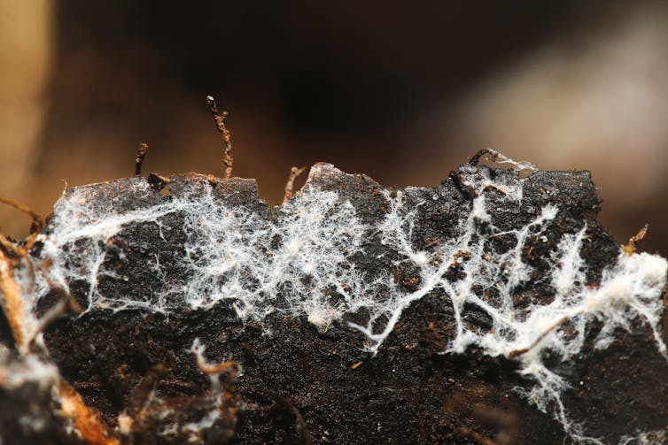 A clump of soil containing fine, white threads.