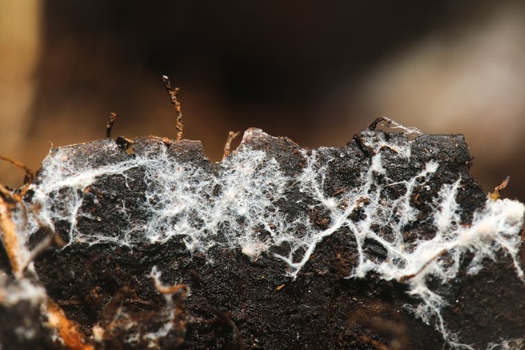 Un montón de tierra que contiene finos hilos blancos.