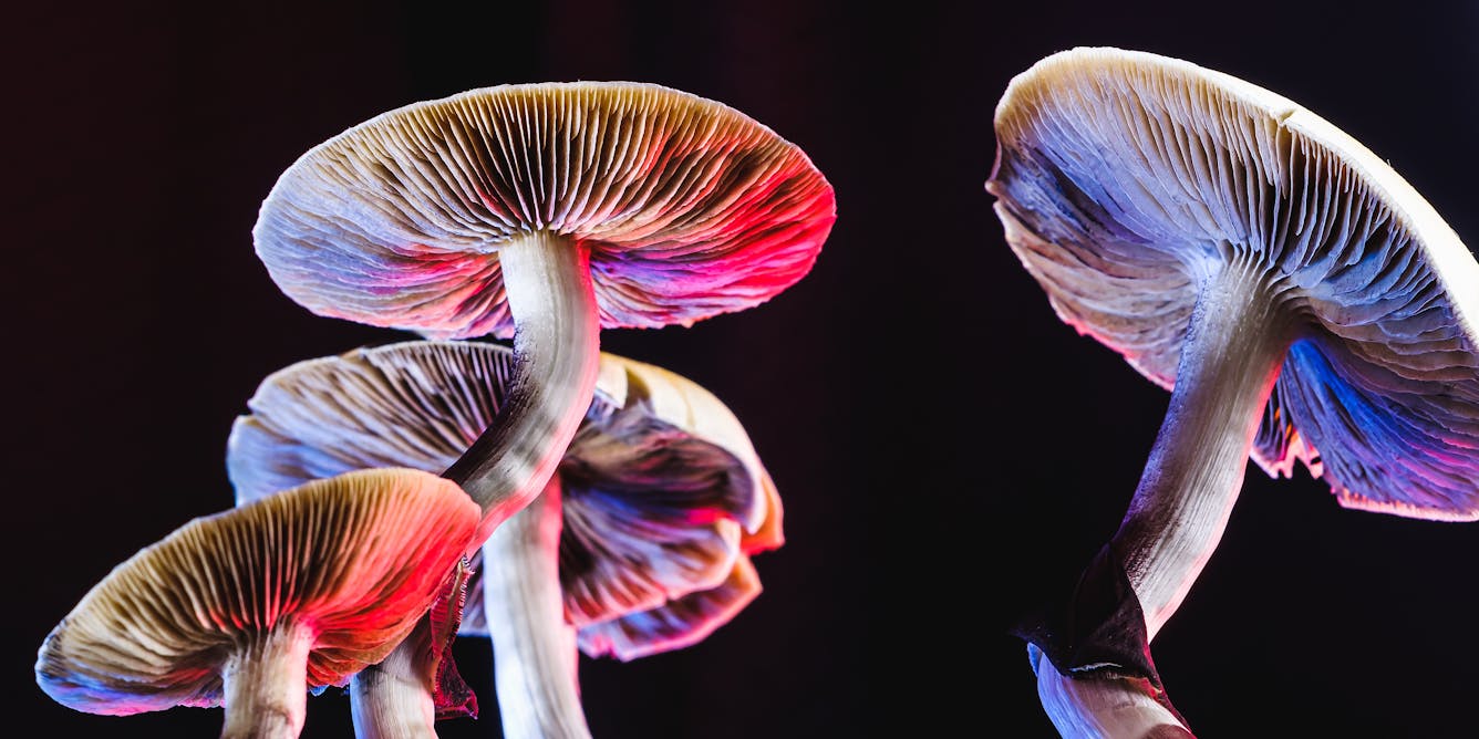 What Makes a Mushroom a Mushroom? How the Mycelium Debate Could