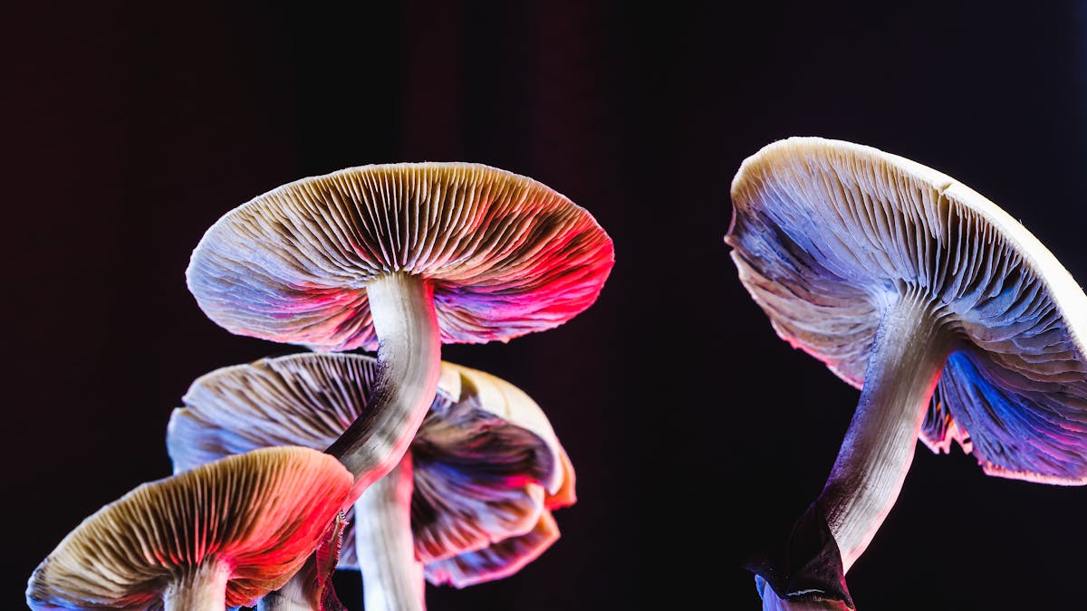 Transform Life with the Magic Mushroom Retreat: A Journey of Self-Discovery