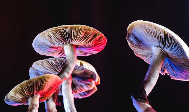 White mushrooms seen from below and illuminated in red and purple light.
