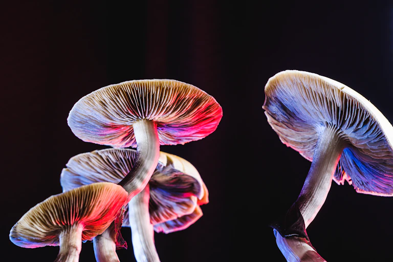 White mushrooms seen from below and illuminated in red and purple light.