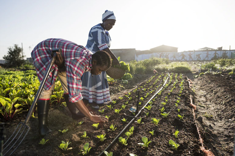 A woman and a man working on their small-scale farm. The woman is carrying a basket with fresh produce and the man is tending to newly planted plants.