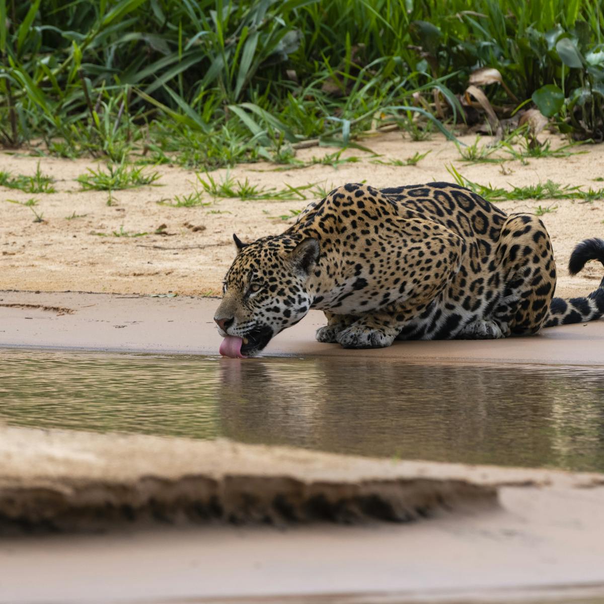 Jaguars could return to the US Southwest – but only if they have pathways  to move north