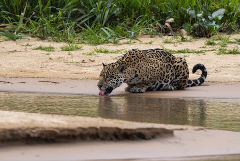 Jaguars could return to the US Southwest – but only if they have pathways to move north