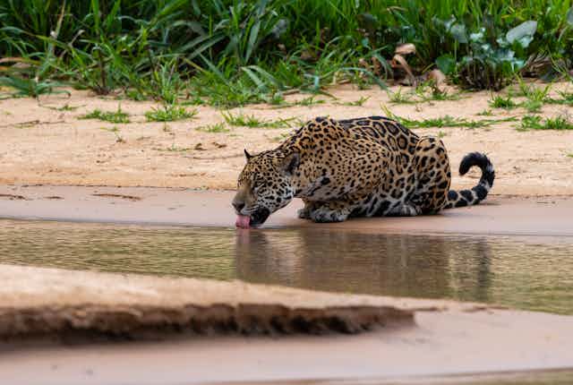 A wild jaguar drinks fron a stream