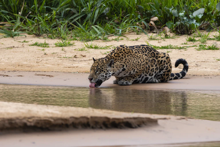 A wild jaguar drinks fron a stream