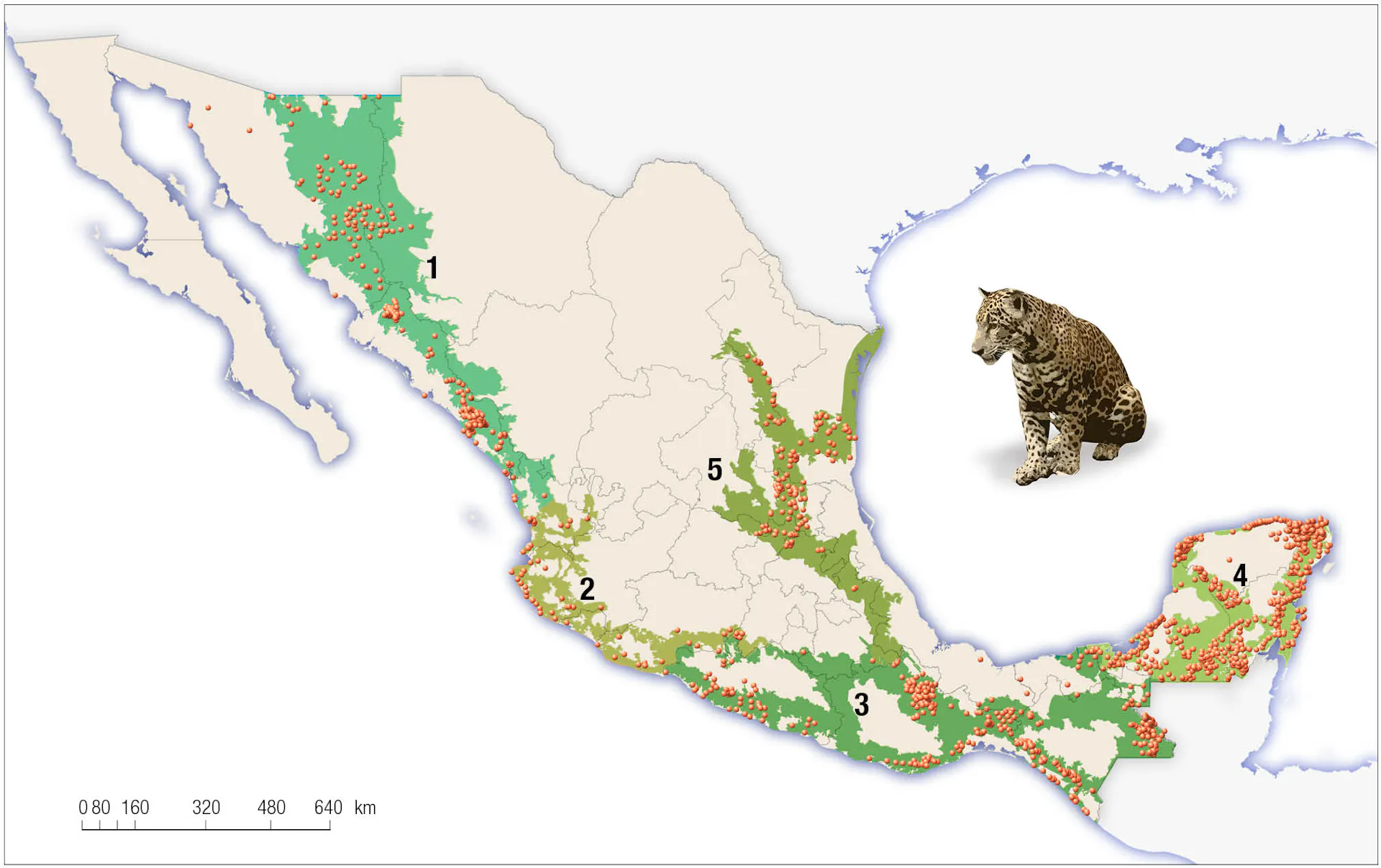 Jaguars Could Return to the US Southwest, But Only If They Have Pathways to Move North - Vimarsana News