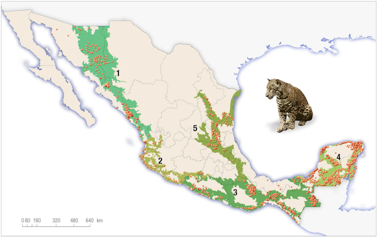 Map showing jaguar distribution in Mexico