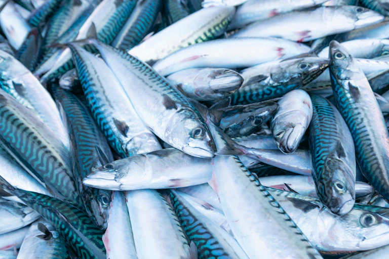 Mackerel piled up