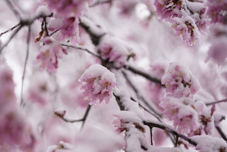 Snow and ice cover on a blooming cherry tree.