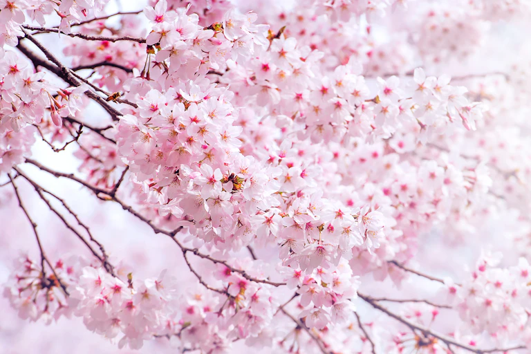 Cherry blossom flowers bloom on a branch.