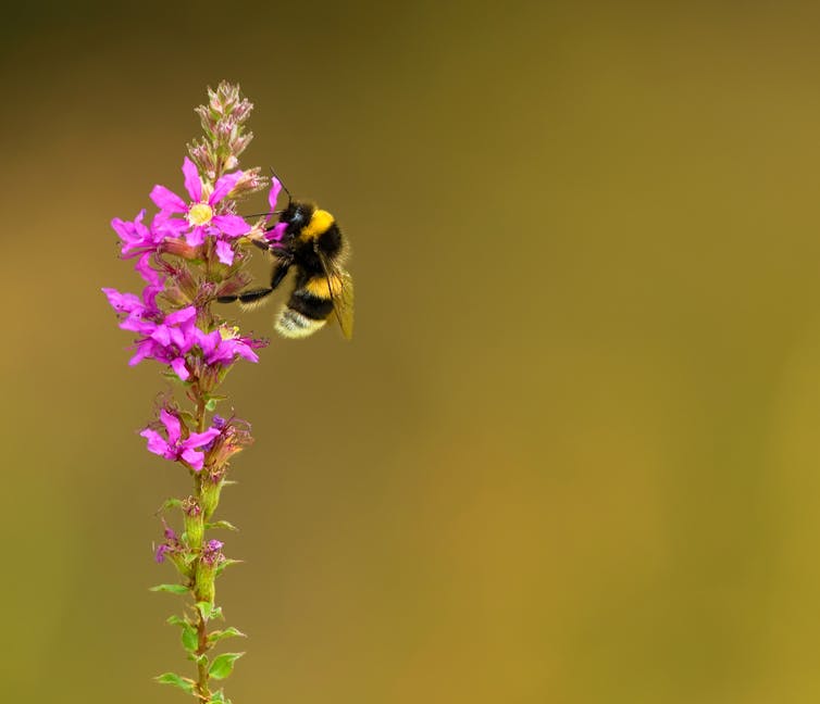 A bumblebee sits on a wild flower.