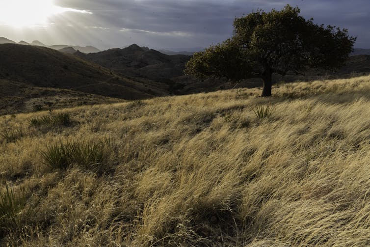 A windswept grassy hillside with mountains in the distance.