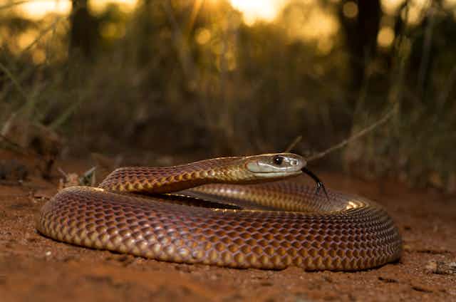 A Mulga Snake coiled on the ground, with its head up and tongue out, with the sunset shining through the blurred vegetation behind the beautiful red animal.