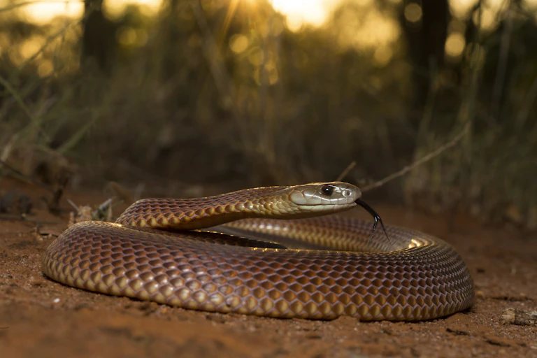 A Mulga Snake coiled on the ground, with its head up and tongue out, with the sunset shining through the blurred vegetation behind the beautiful red animal.