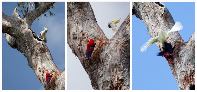 Three images showing a fight between a female eclectus parrot and a pair of sulphur-crested cockatoos.