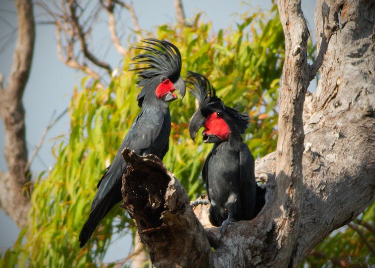 female palm cockatoo on a branch with male part-way down tree hollow