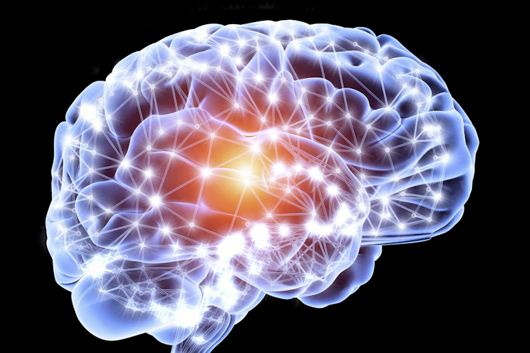 The brain's neural network.