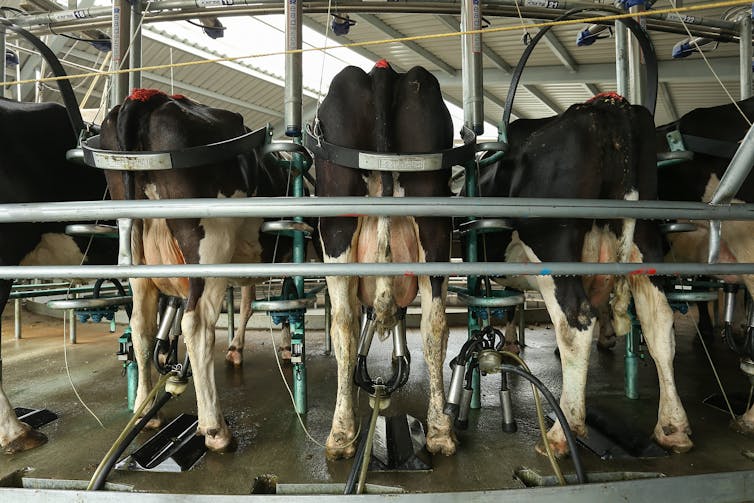 Cows being milked by a milking machine.