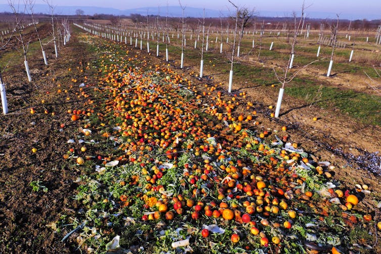 Field of rotting fruit.