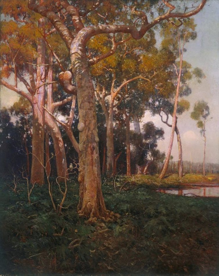 Oil painting. Gum trees hit by golden sunlight.