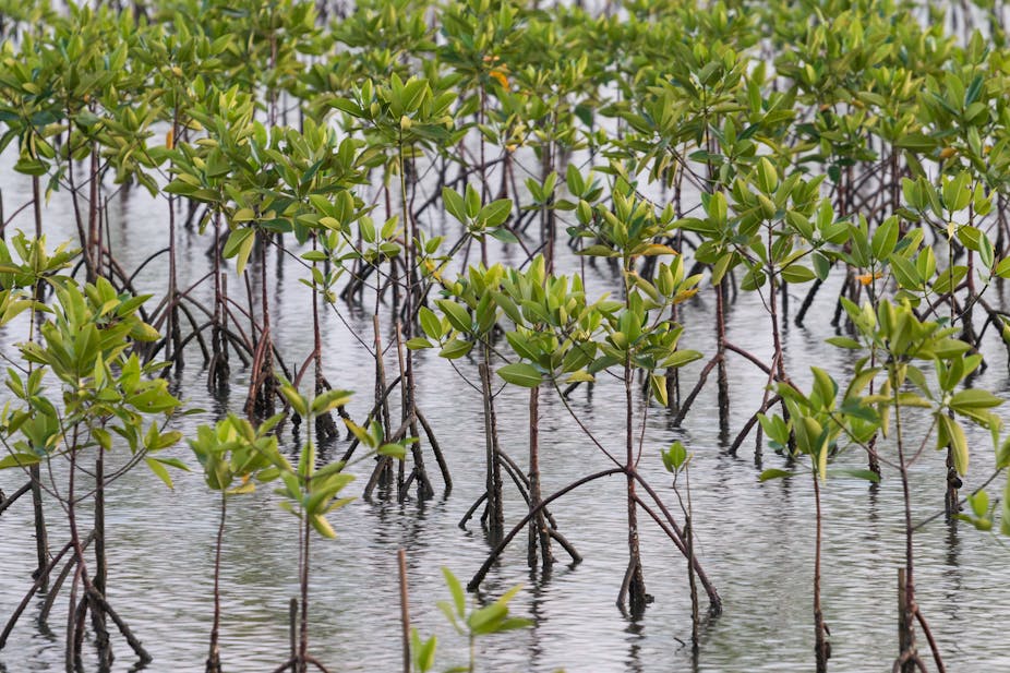 Small mangrove trees growing out of the water
