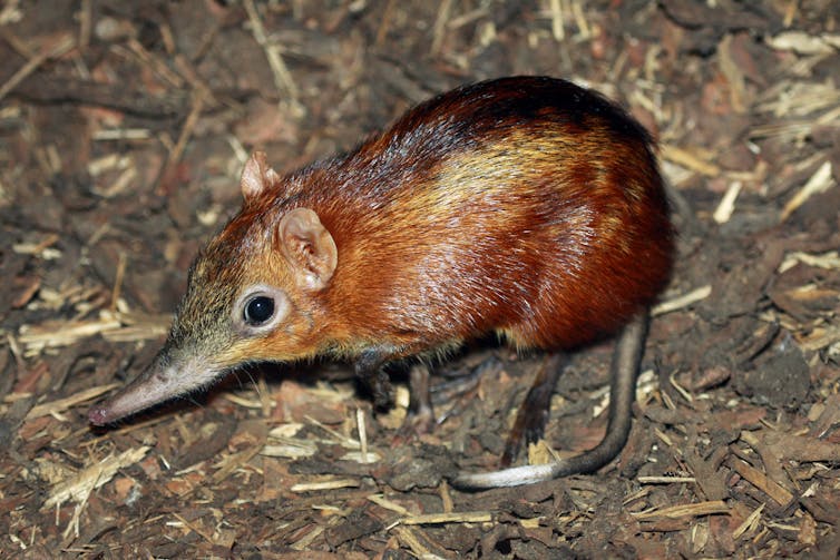 A small rodent with a long thin nose and a body that's reddish-brown