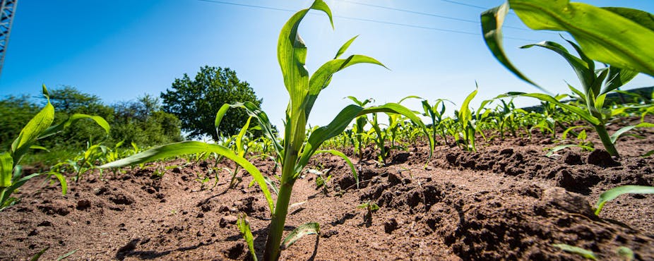 A close-up view of young maize crops shows a field stretching back towards the horizon.