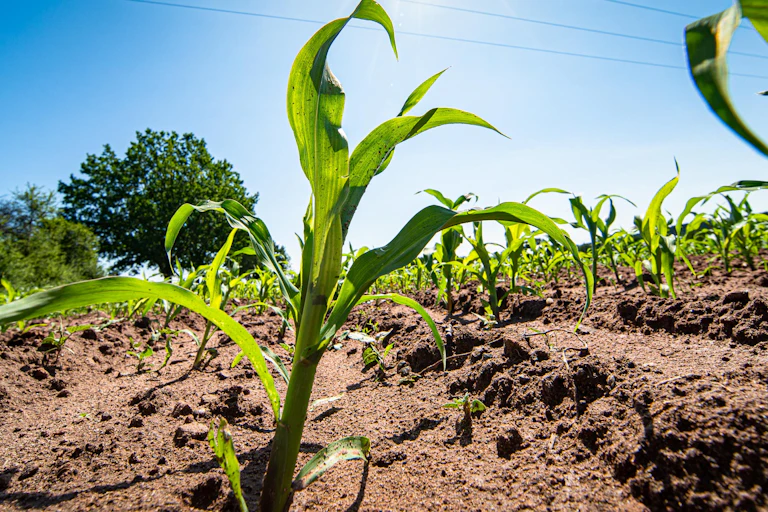 A close-up view of young maize crops shows a field stretching back towards the horizon.