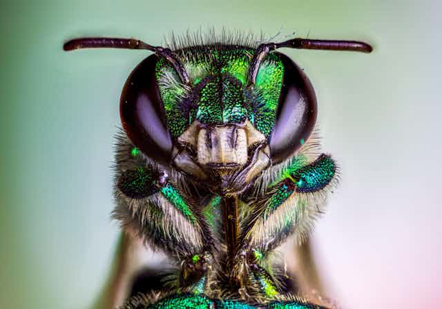 Orchid bee