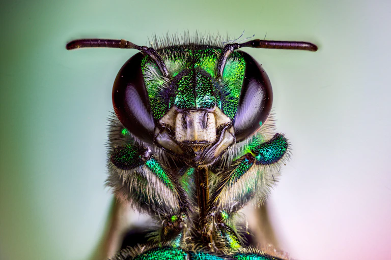 Orchid bee