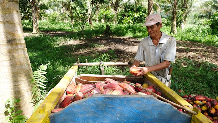 Agricultor de cacao en Indonesia
