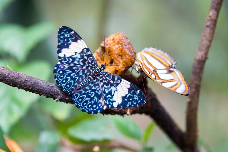 Duas borboletas coloridas fotografadas perto de Iquitos, Peru