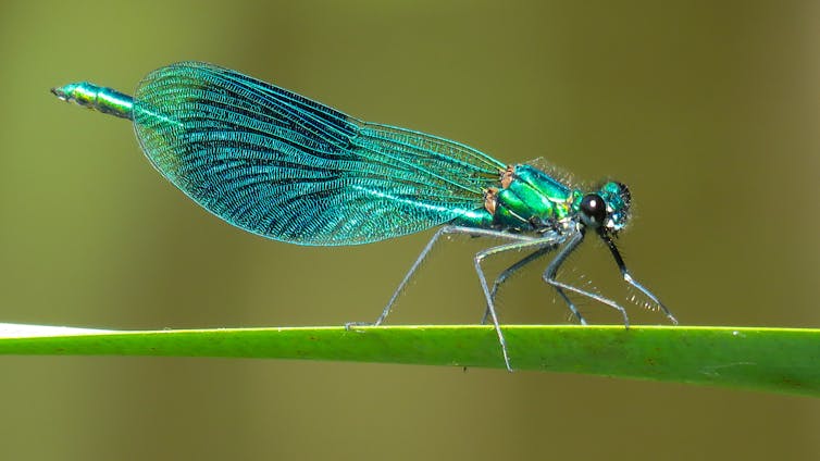 Libélula azul o caballito del diablo verde