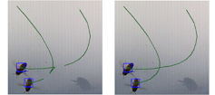 Courbe de trajectoires de deux abeilles qui se croisent. Dans l’image de gauche, le croisement est cohérent. Dans l’image de droite, l’une des trajectoires s’arrête pendant que l’autre revient en arrière pour faire une fourche