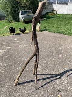 An upright stick that looks like a large hen's leg is seen in front of some brown hens.