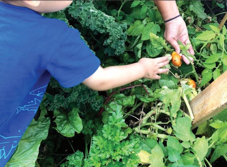 Hands seen above a growing garden including kale.